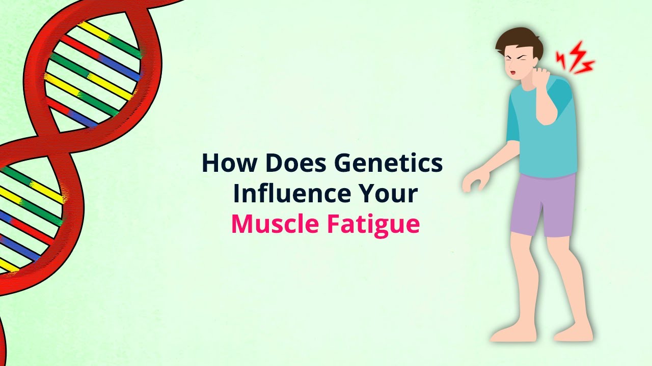 A Surprising Reason For Muscle Fatigue: Your Genes!