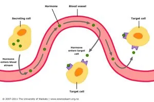 hormone-action