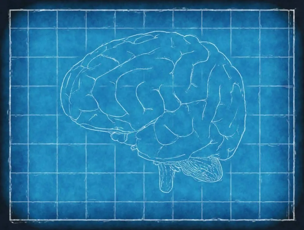 Blueprint image of the human brain