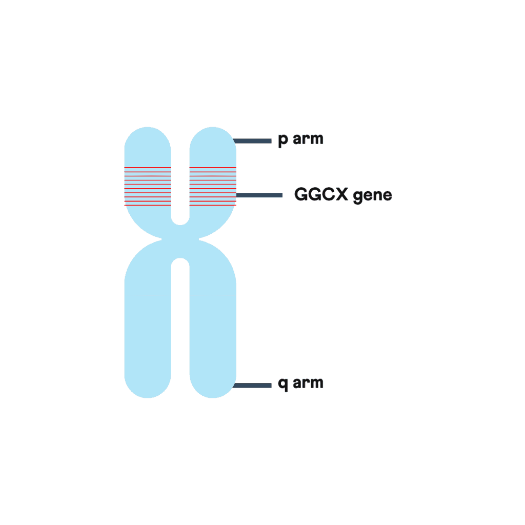 Chromosomal location of GGCX gene vitamin K gene