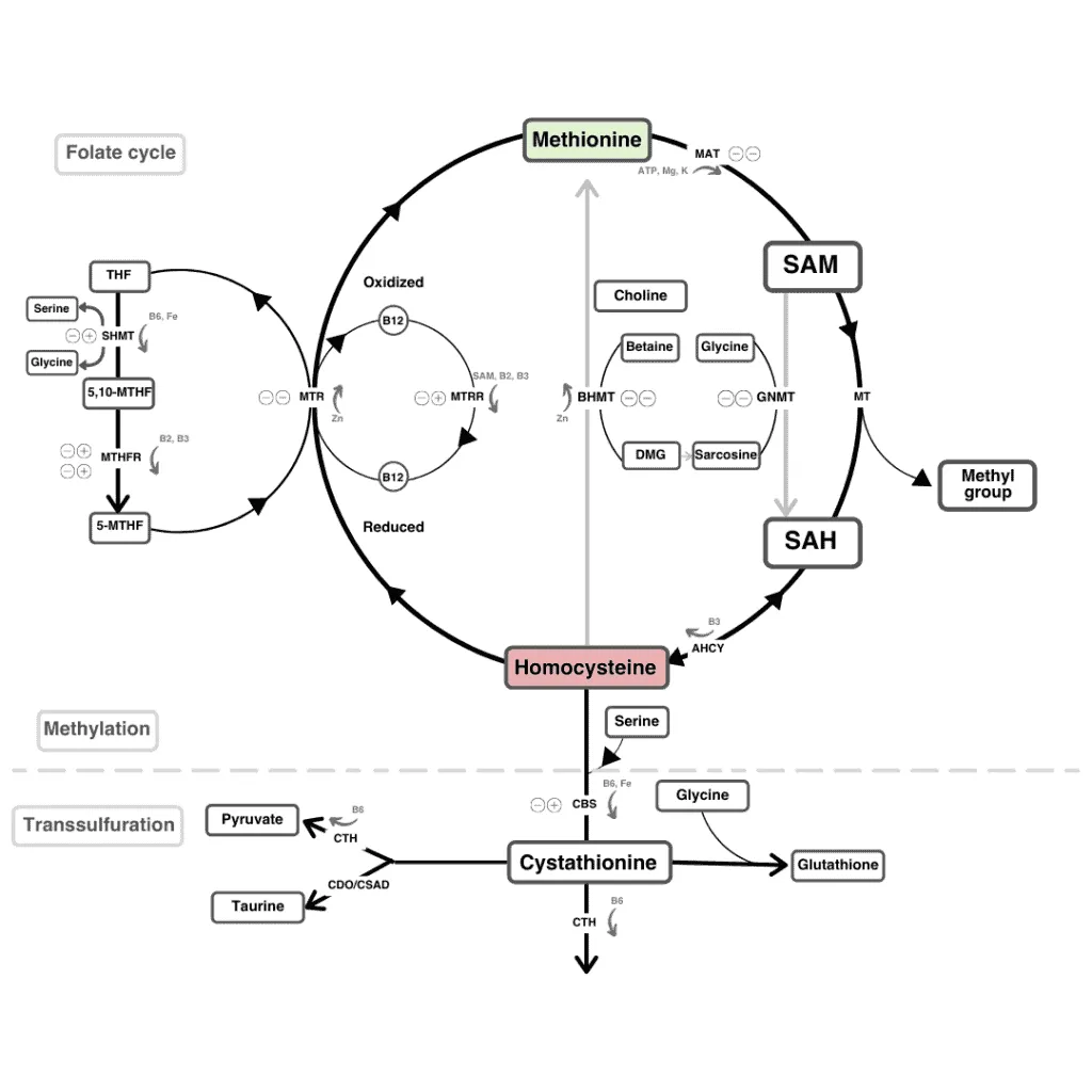 メチオニン変換へのホモシステインの詳細な模式図