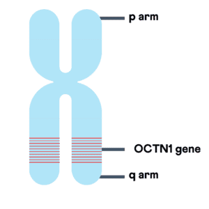 Chromosomal location of OCTN1 gene.
