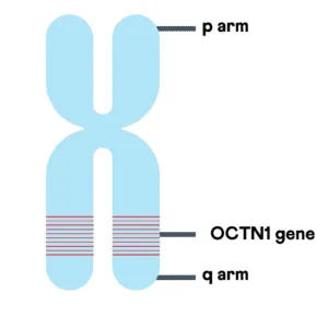 Chromosomal location of OCTN1 gene.
