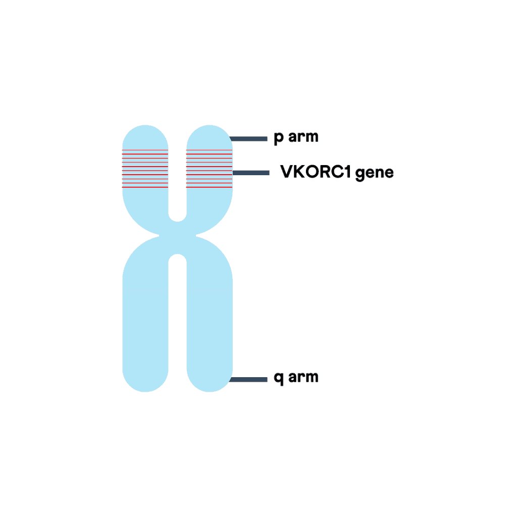 Chromosomal location of VKORC1 gene.