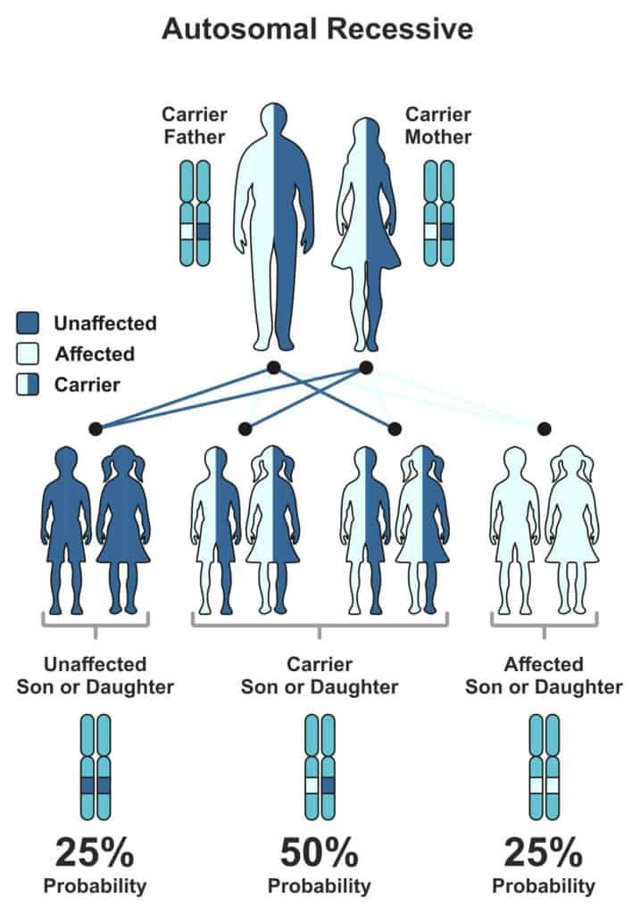 Image showing the inheritance pattern for recessive genes like the red hair gene.