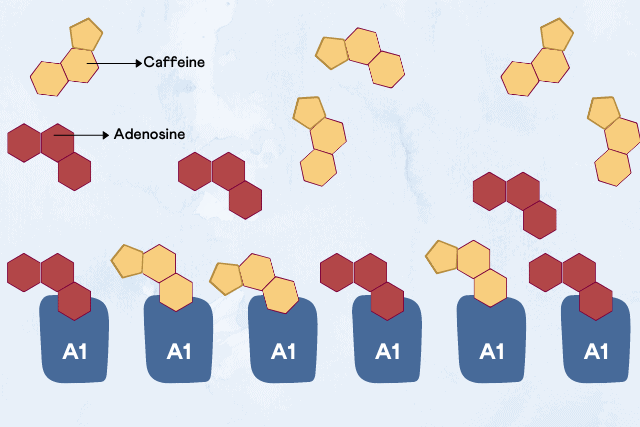 adenosine caffeine structure