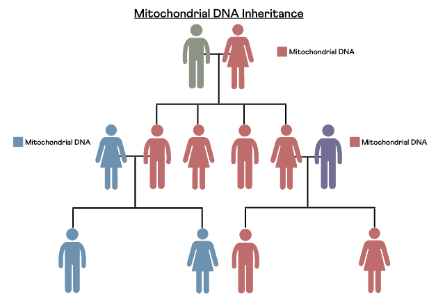 Infographic showing mitochondrial or maternal inheritance.