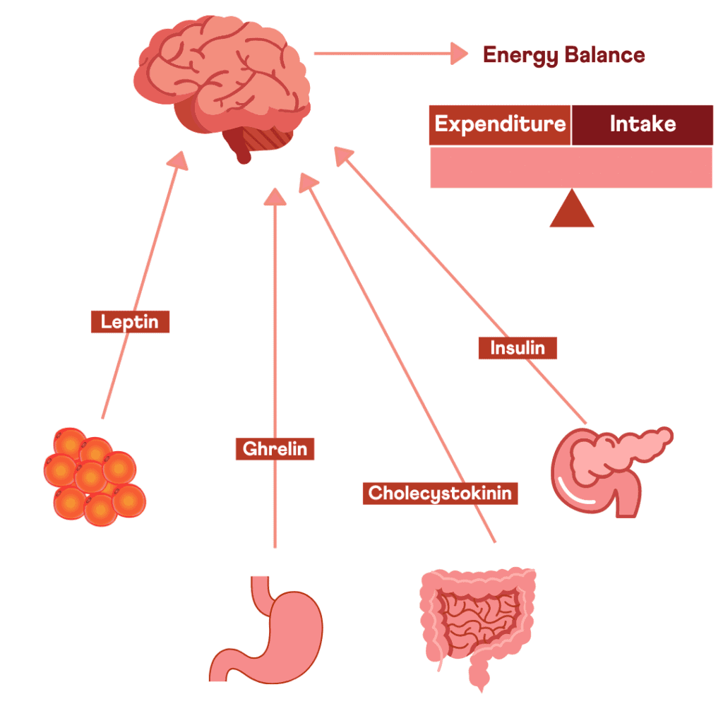 Satiety response and genetics