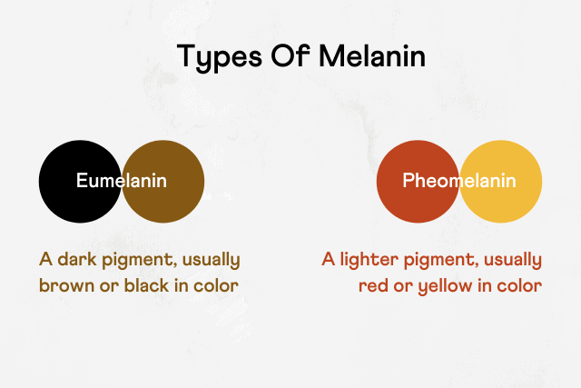 Studying the complex genetics behind hair colour reveals how melanin  affects us