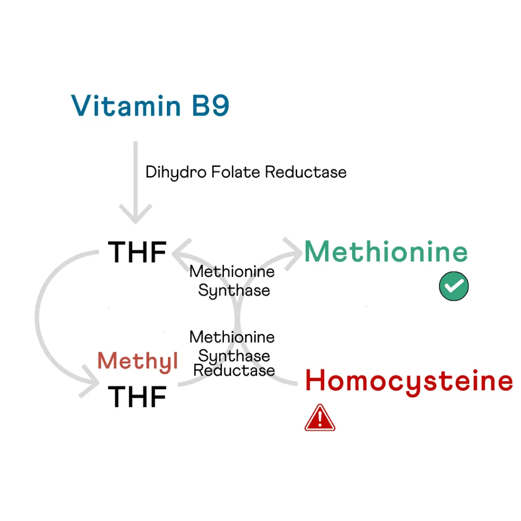 The MTHFR cycle