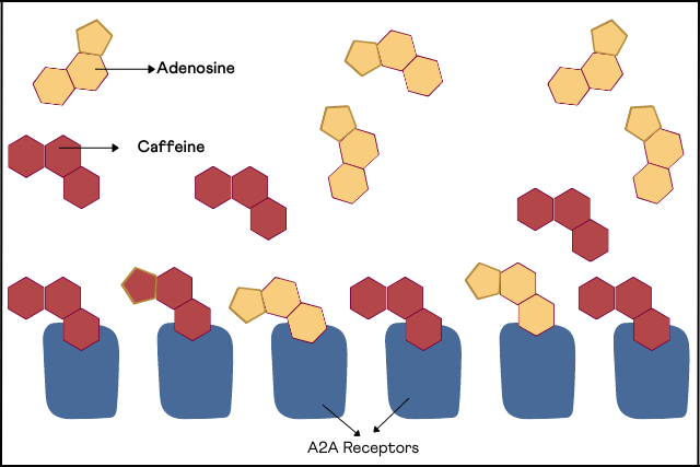 Diagram showing how genetics of caffeine works