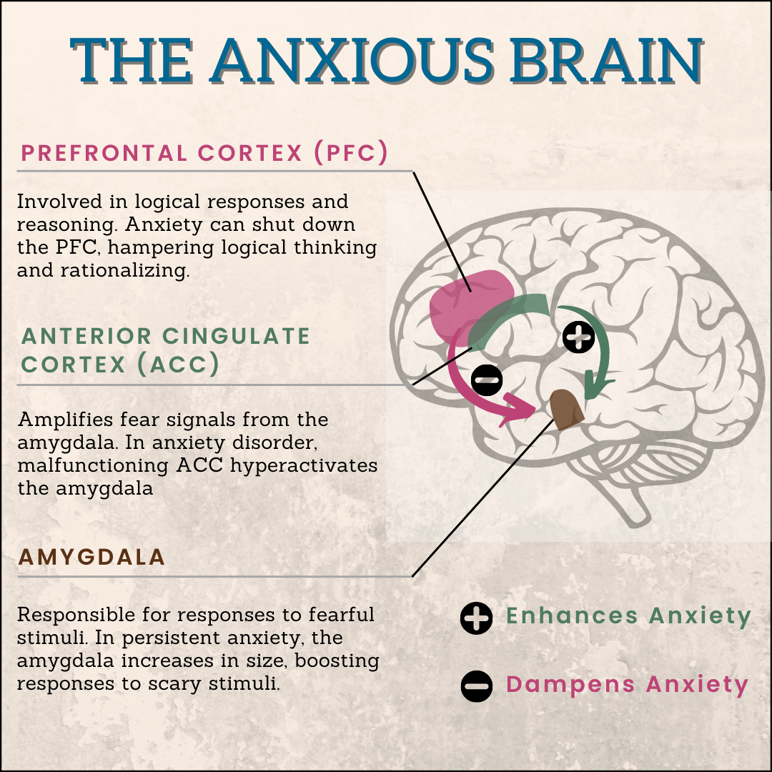 How Does Anxiety Affect Your Brain