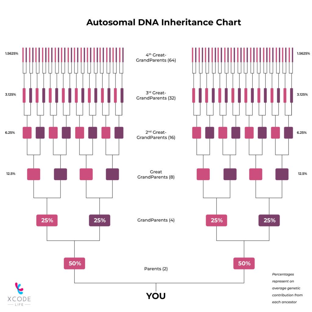 Autosomal DNA test: Autosomal DNA Inheritance. The more the DNA you share with someone, the closer you are biologically related to them. This is the backbone of all ancestry or ethnicity genetic tests.