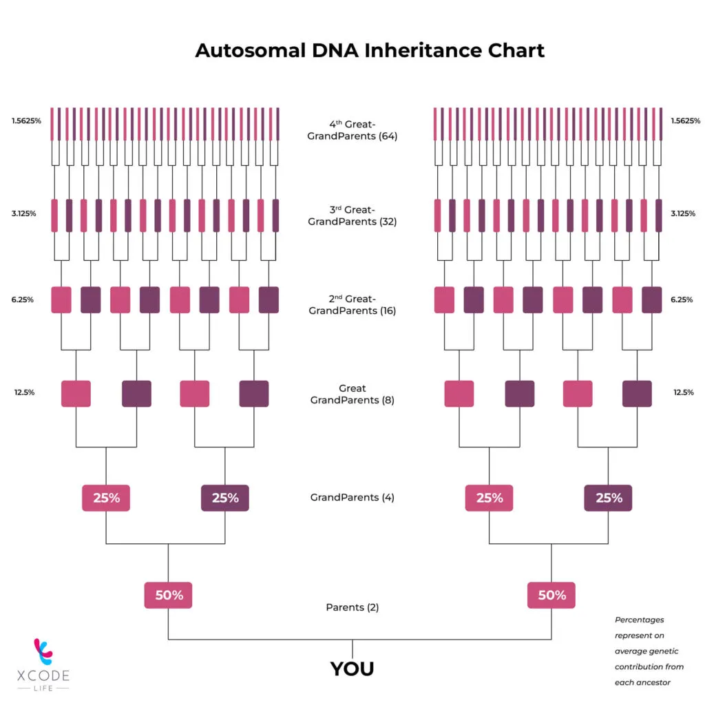 Autosomal DNA test: Autosomal DNA Inheritance. The more the DNA you share with someone, the closer you are biologically related to them. This is the backbone of all ancestry or ethnicity genetic tests.