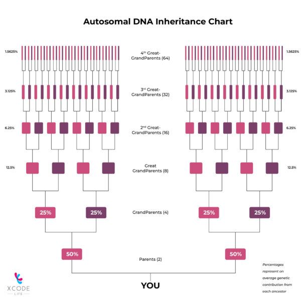 Autosomal DNA Testing: What Is It And How It Works?