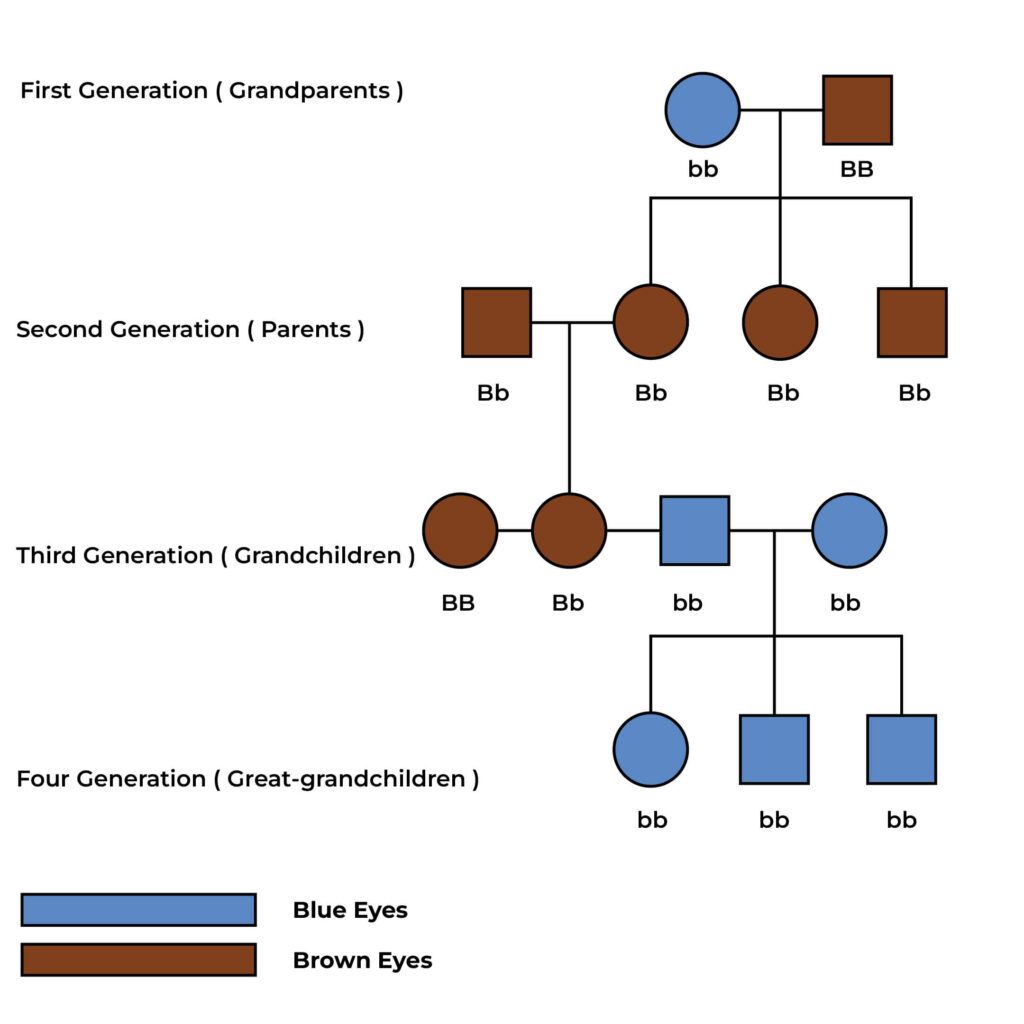 Inheritance pattern of Eye color