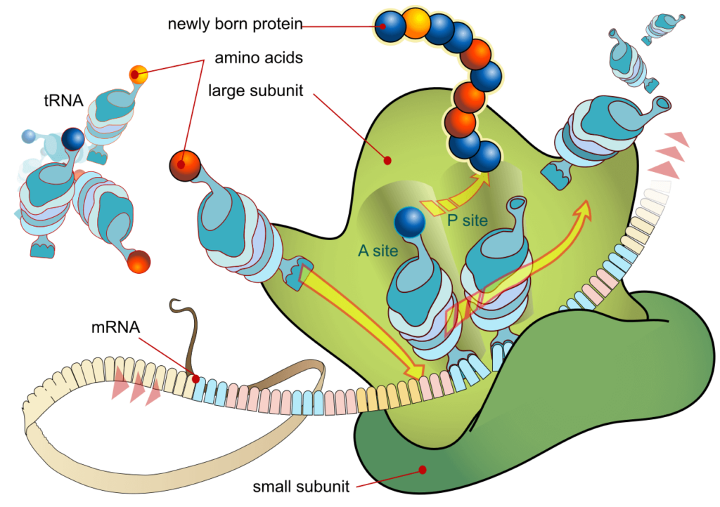 What is function of mRNA