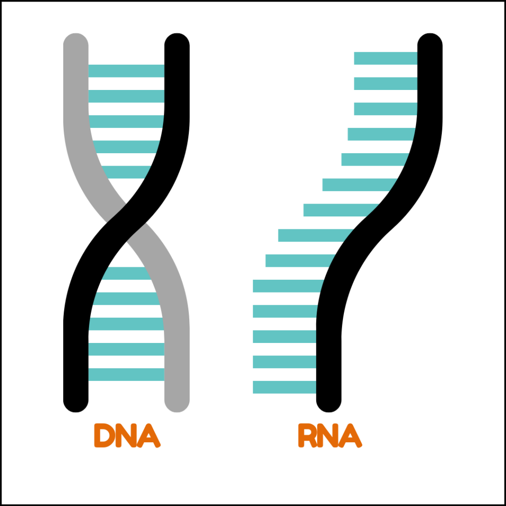 DNA and RNA