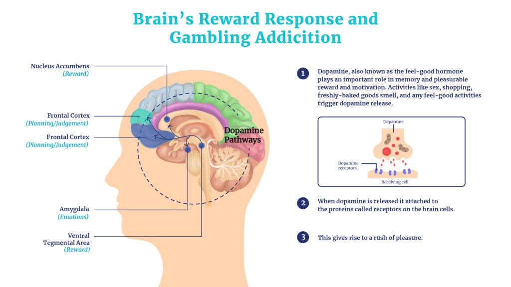 Is gambling addiction genetic? How does the brain reward system fuel gambling addiction? Pleasurable activities like gambling trigger dopamine release which gives rise to the feel-good factor.