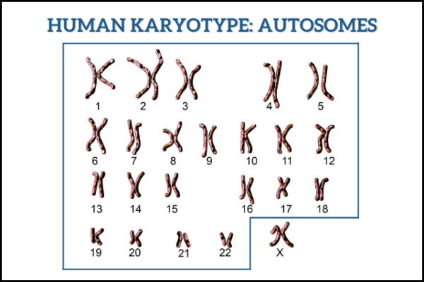 Autosomal DNA Testing: What Is It And How It Works?