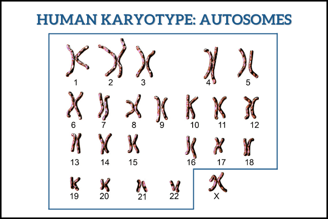 Human Karyotype: Autosomes