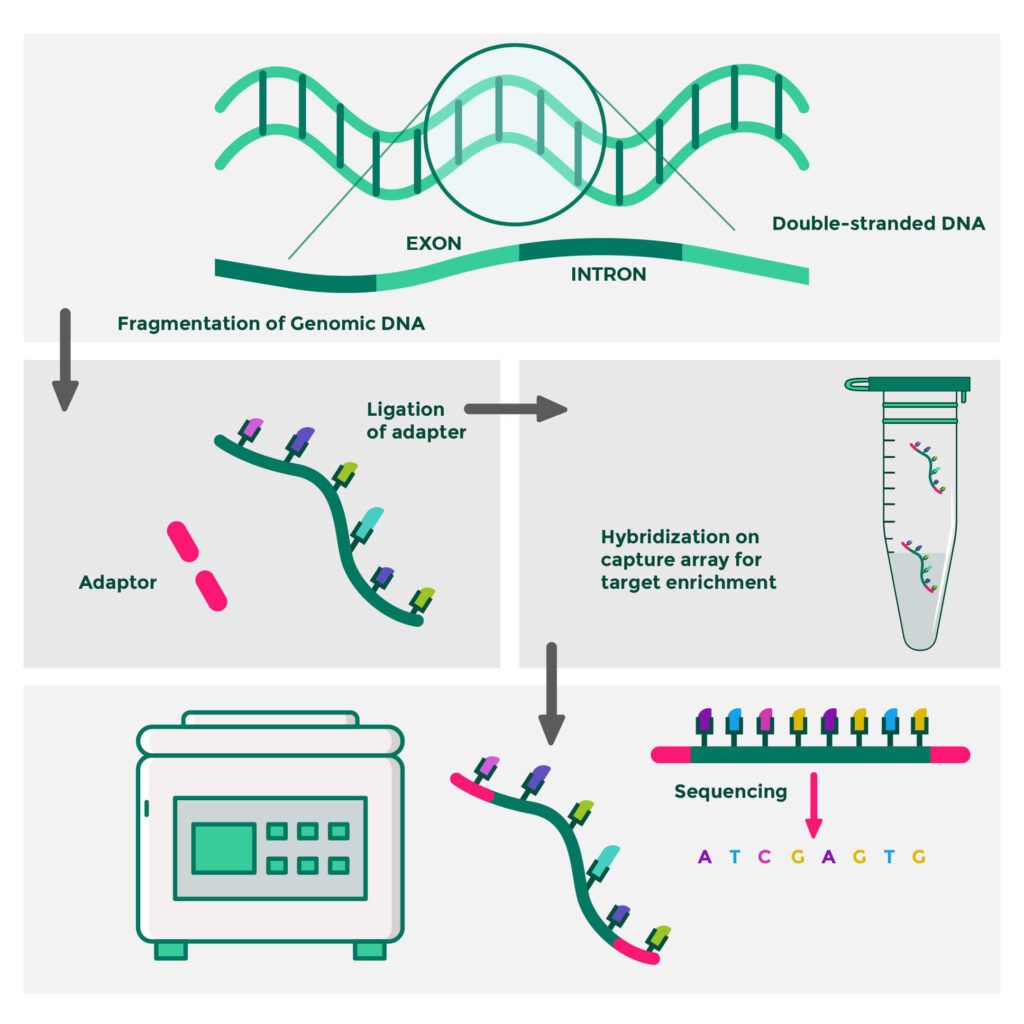 Whole Exome Sequencing: The Steps Involved