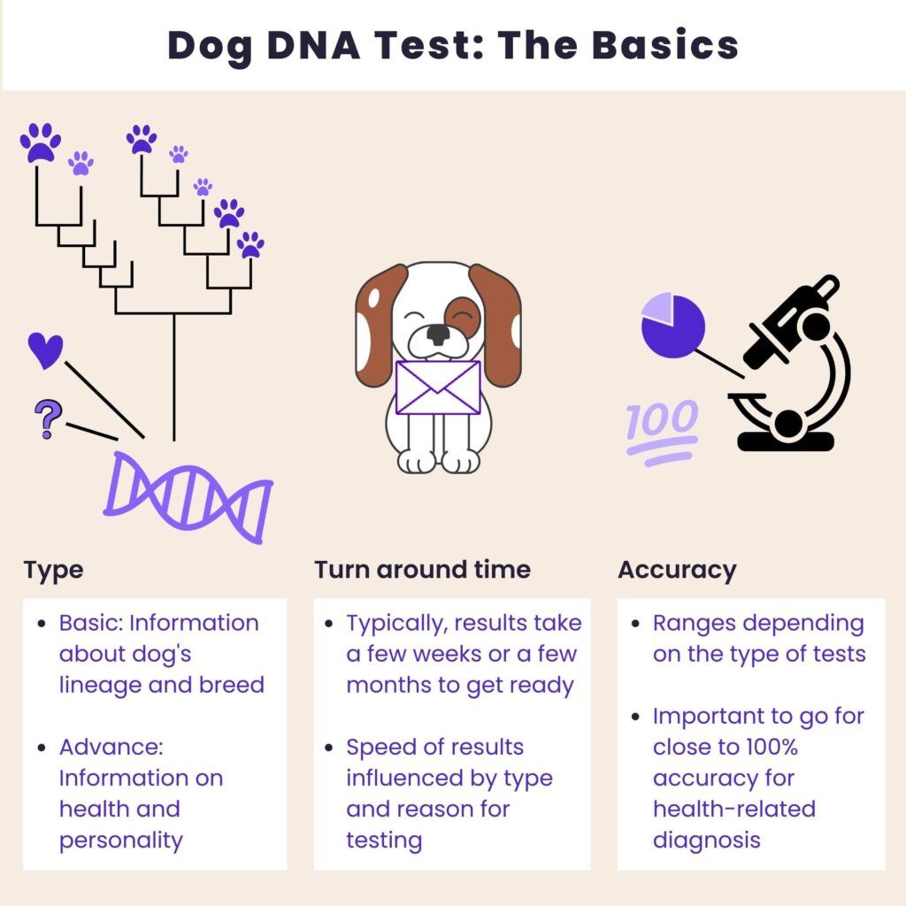 How much is a dog DNA test? DNA tests for dogs can help reveal information about their breed and even certain insights into their health and personality. Very few companies are currently doing this and give results in a few weeks to few months.