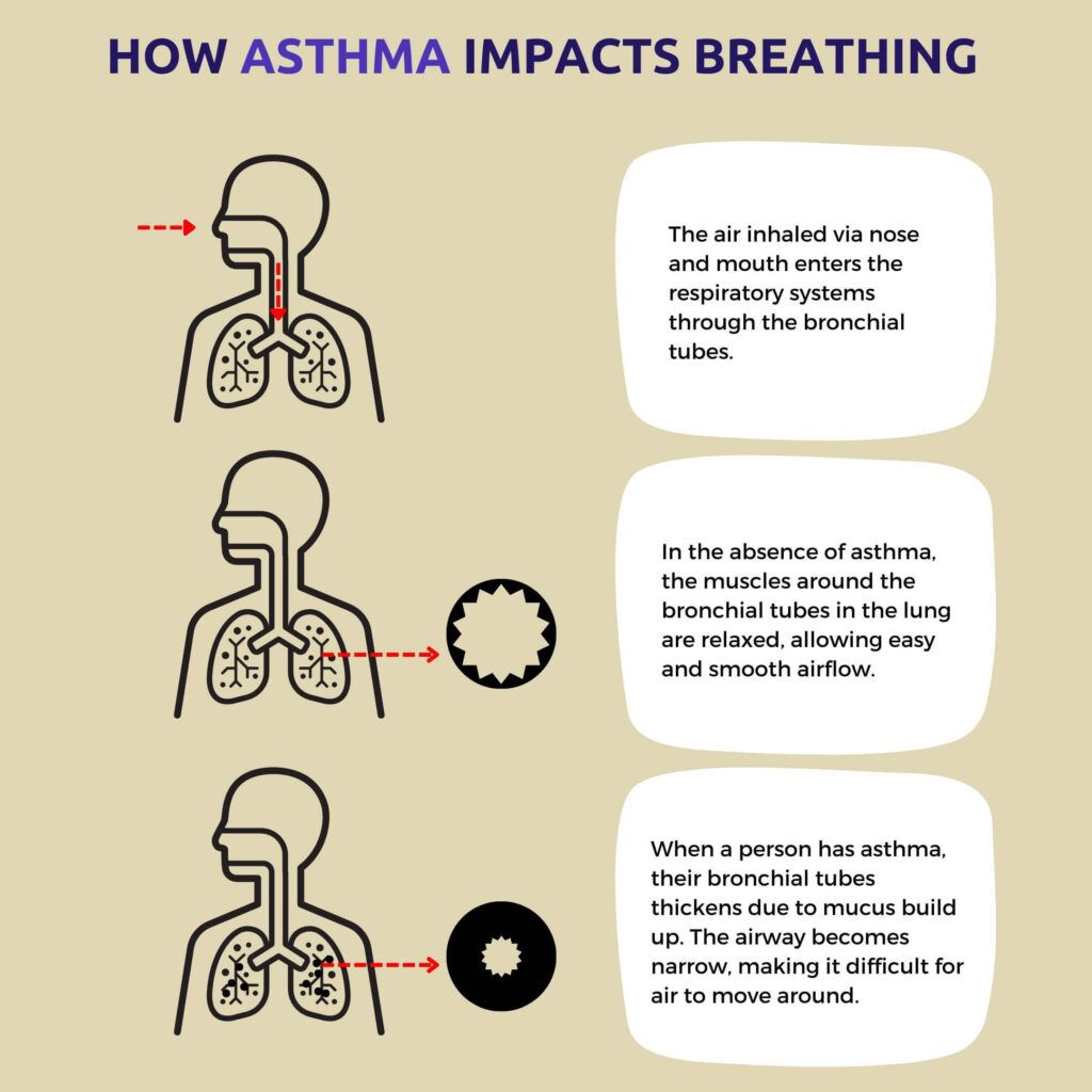 Infographic showing impact of asthma on breathing