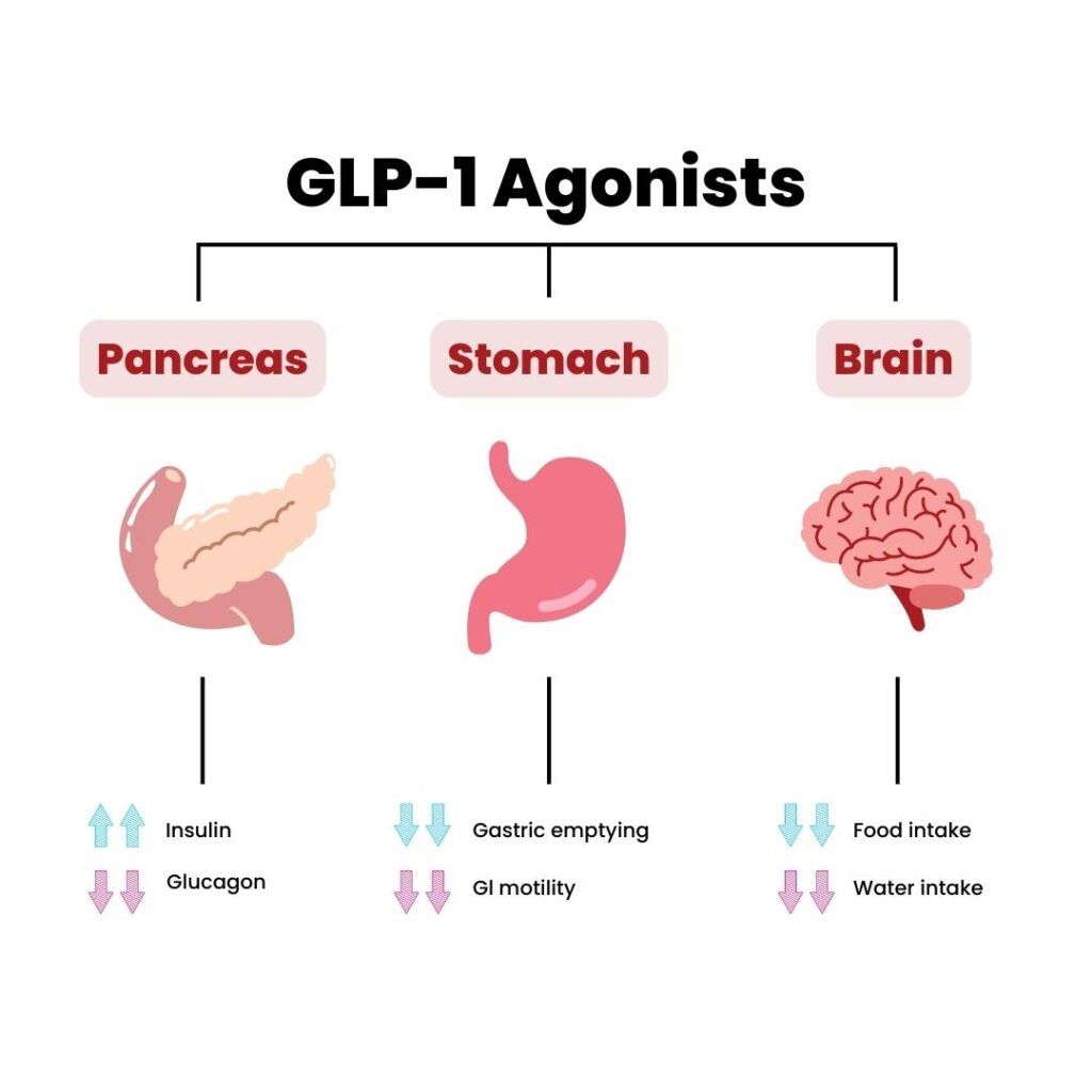 Infographic showing how GLP-1-agonists work in different organs