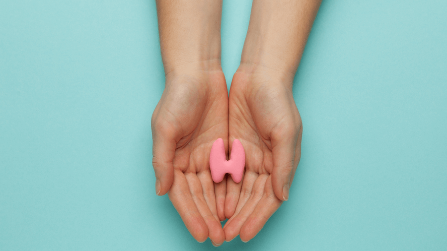 Picture of female hands holding a small model of the thyroid gland