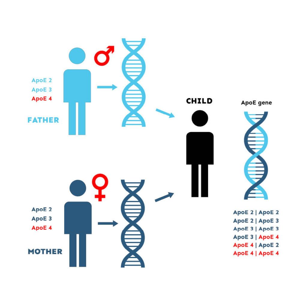 23andMe ApoE: The possible combinations of ApoE alleles that one can inherit from their biological parents.