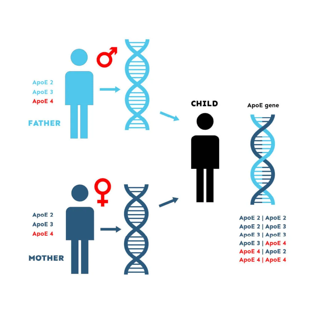 23andMe ApoE: The possible combinations of ApoE alleles that one can inherit from their biological parents.