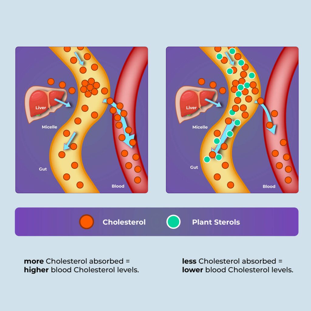 An infographic showing the working of plant sterols