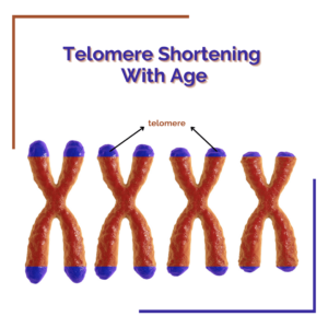 Image showing caricatures of chromosomes with shortening telomeres