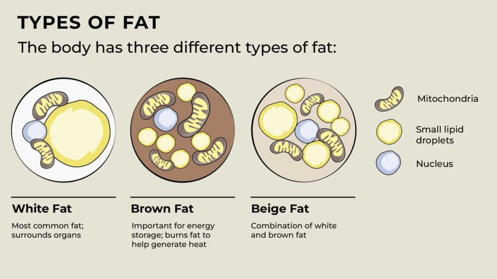 Infographic showing the different types of fat in the human body