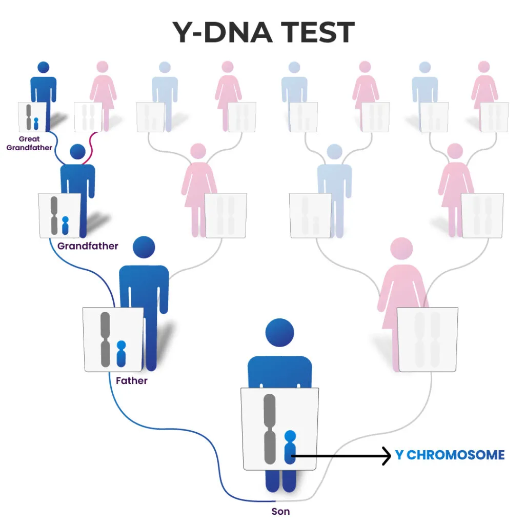 Y DNA test: Schematic diagram showing the inheritance of the Y chromosome