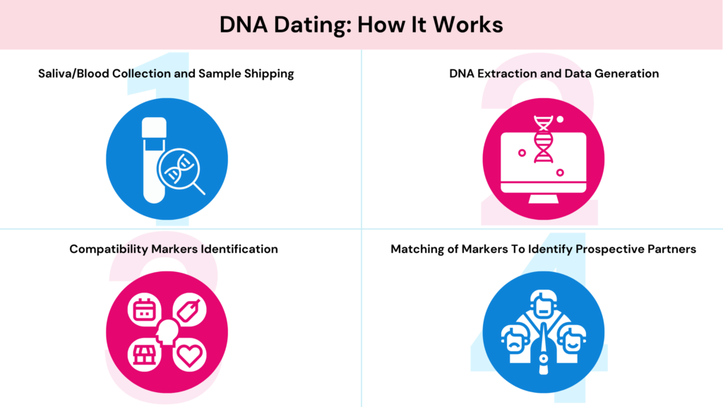 How DNA and dating works