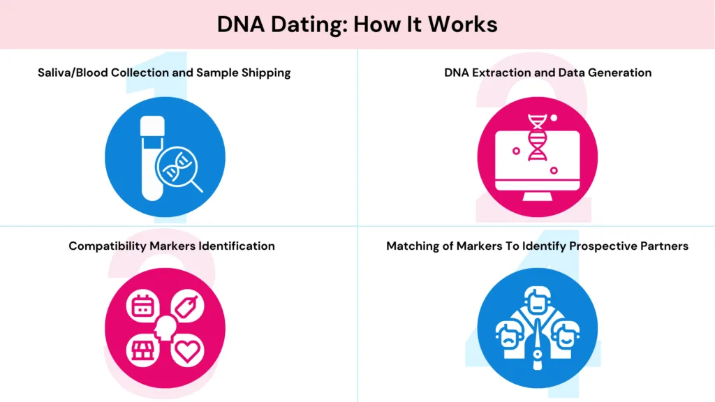 How DNA and dating works