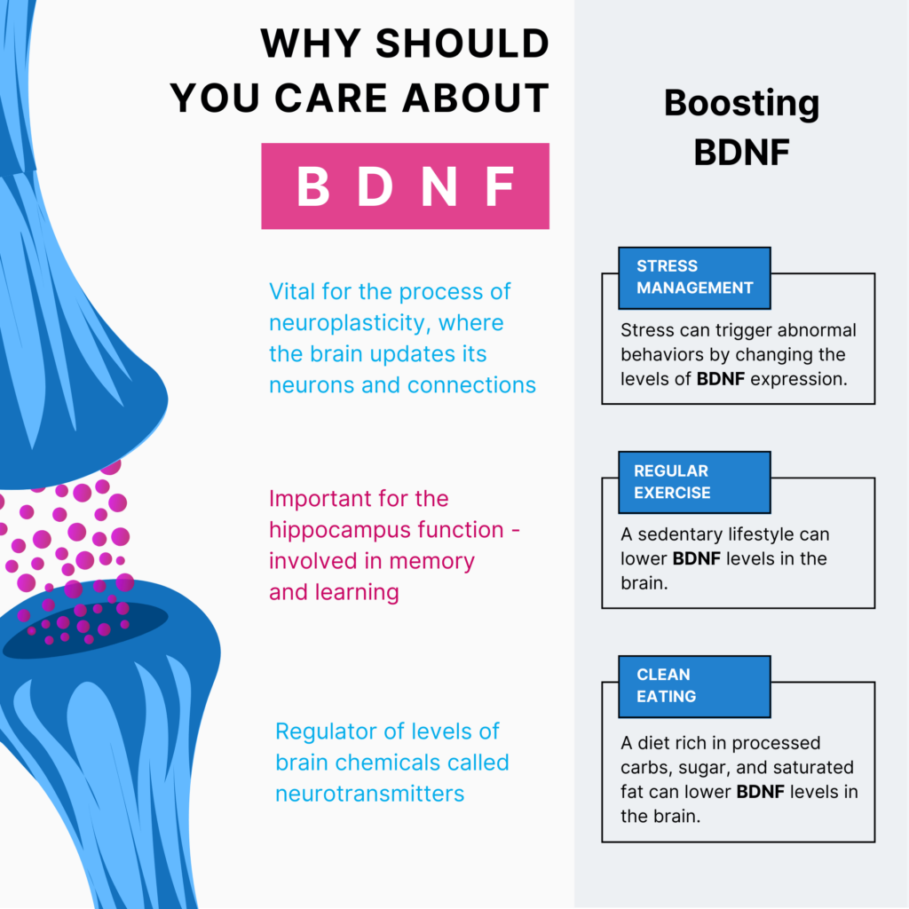Infographic showing the different BDNF supplements