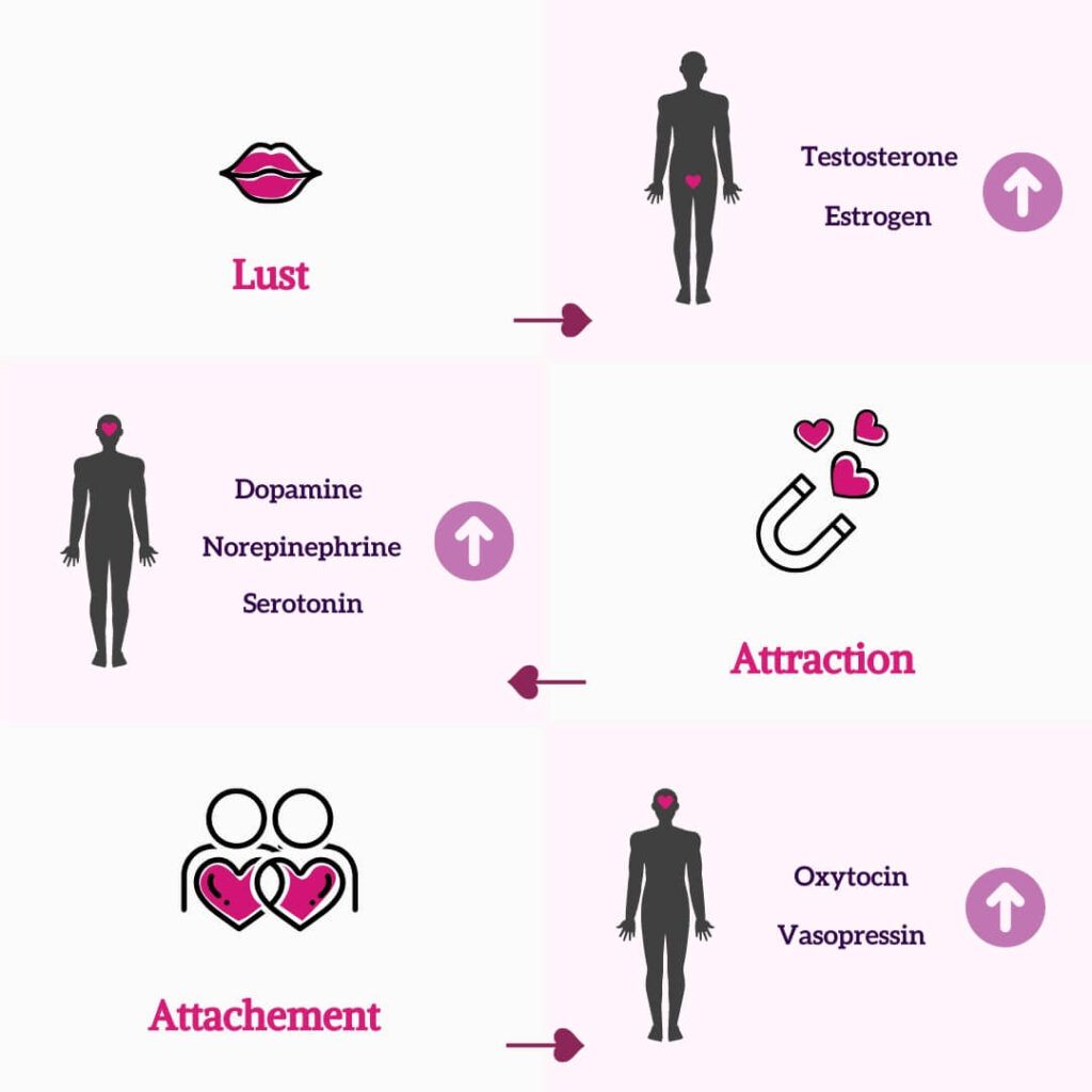 Infographic demonstrating how DNA can help you dating prospects