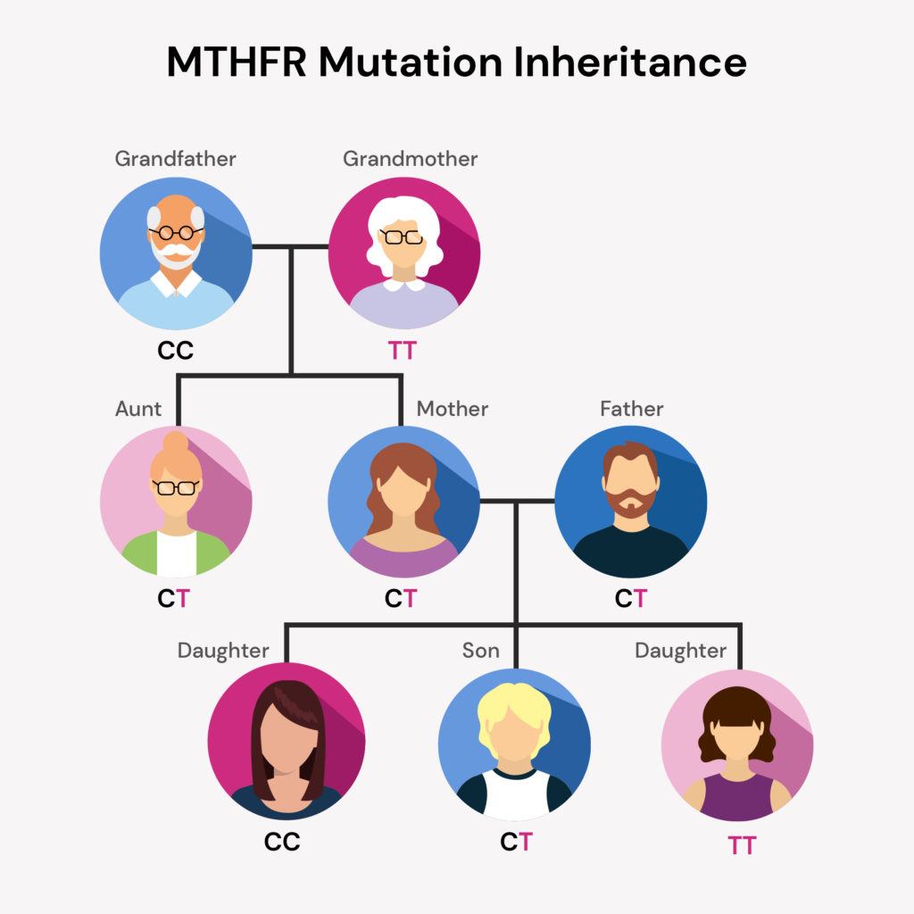 Image showing a schematic hierarchy depicting how the MTHFR mutation is inherited