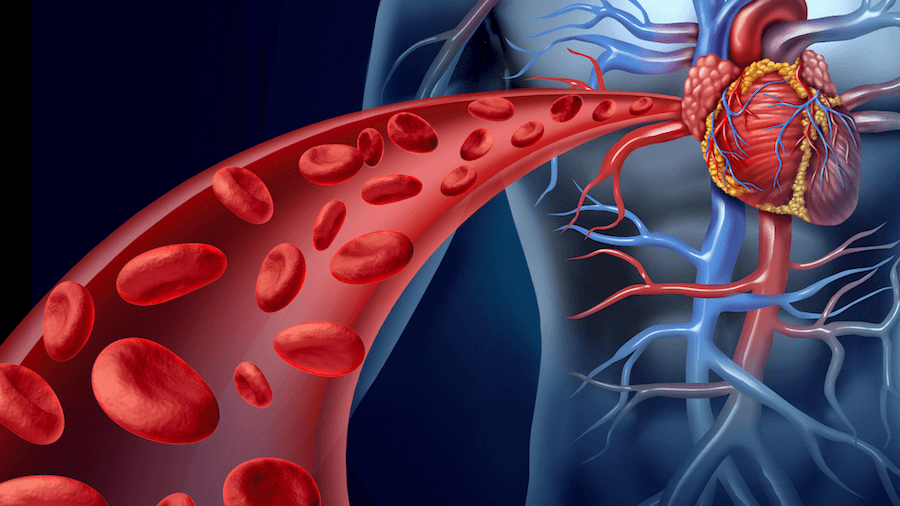 The Human Body Needs Vitamin K For Clotting Blood