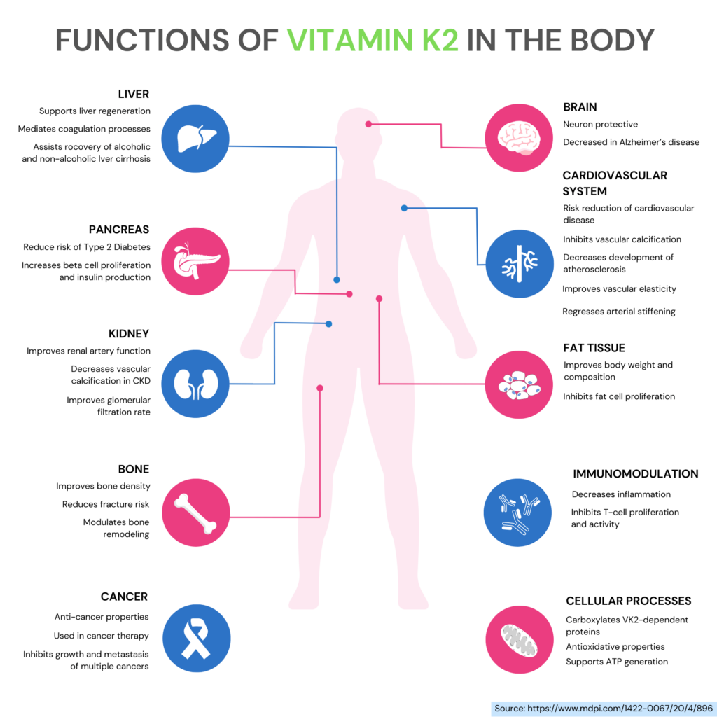 The Human Body Needs Vitamin K For Clotting Blood