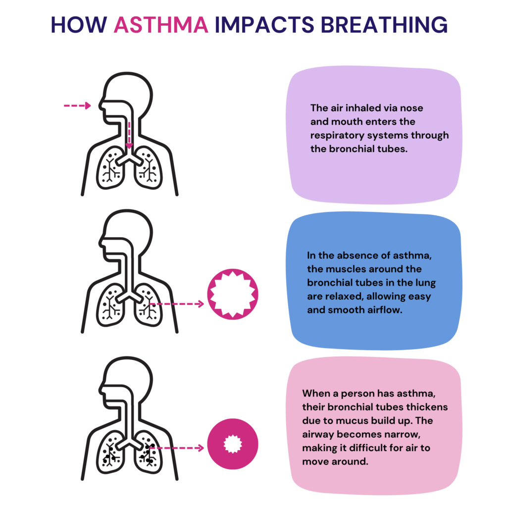 The image explains how asthma affects the muscles surrounding the airway, thereby impacting breathing. In a person with asthma, the airway is narrowed due to inflammation and mucus build up, thereby making it difficult for the air to move around.