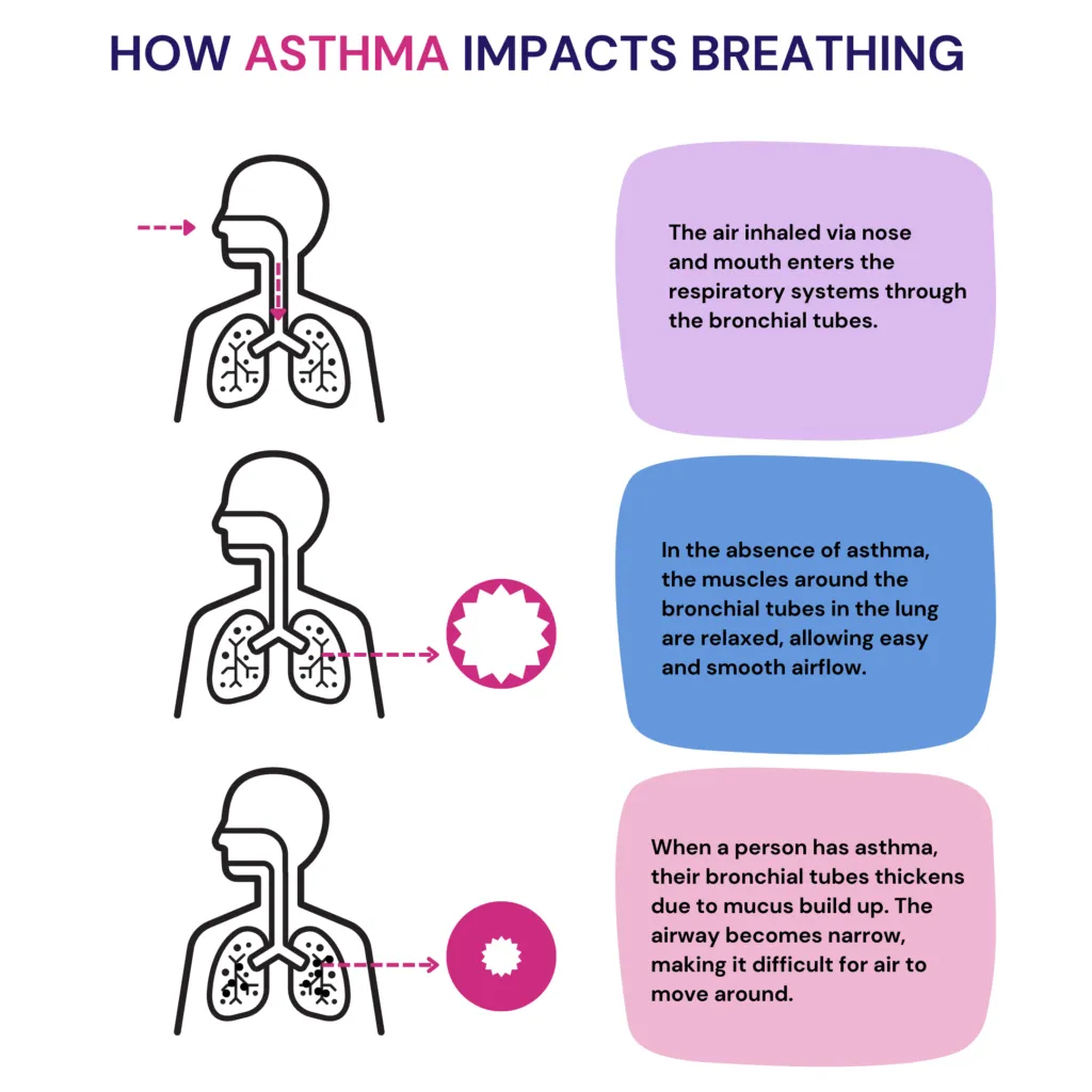 The image explains how asthma affects the muscles surrounding the airway, thereby impacting breathing. In a person with asthma, the airway is narrowed due to inflammation and mucus build up, thereby making it difficult for the air to move around.