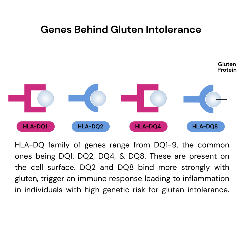how the HLA genes work. Inheritance of gluten intolerance