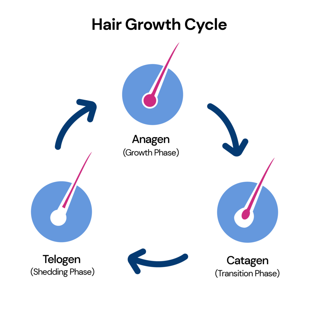 Infographic showing the hair growth cycle