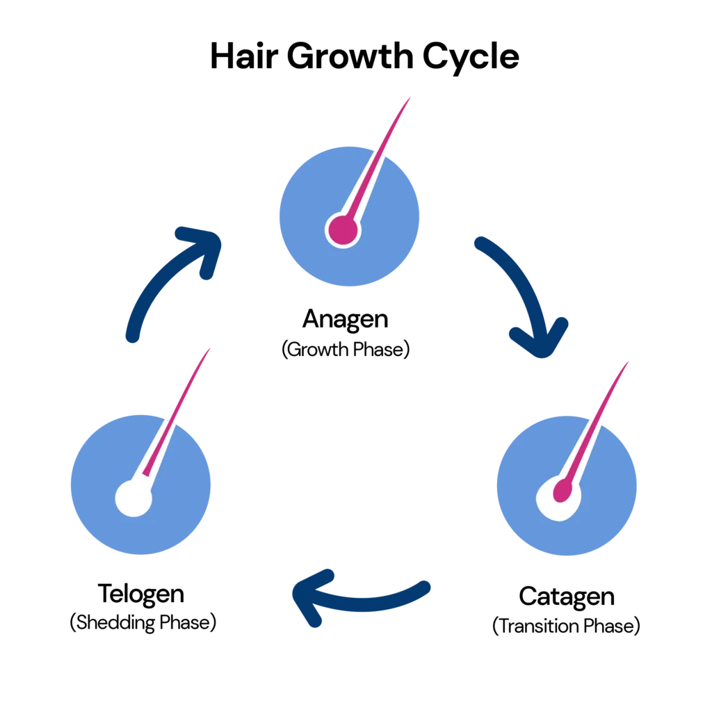 Infographic showing the hair growth cycle