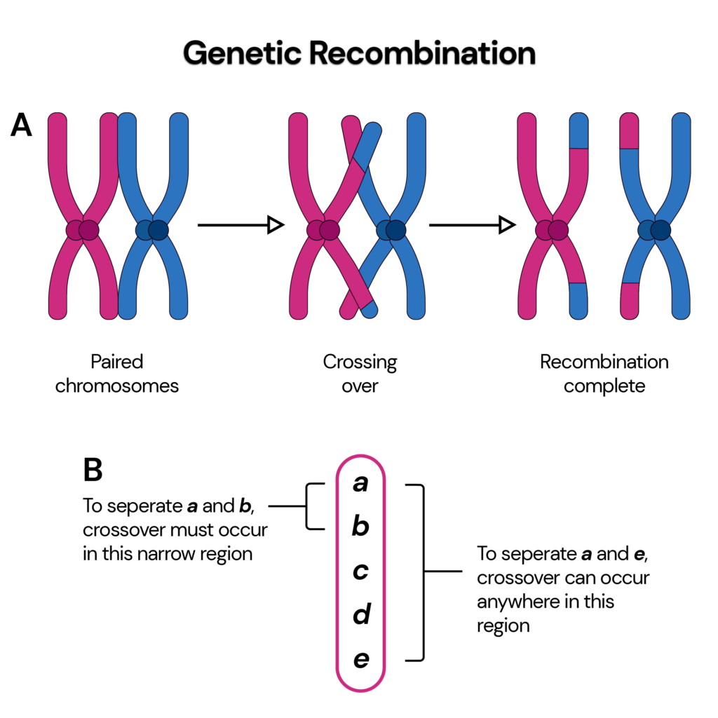 The image describes Genetic recombination with two parts with part A depicts the paired chromosomes with crossing over takes place with other pair leading to the recombination form and the part B part which consists of the region where the recombination might occurs.