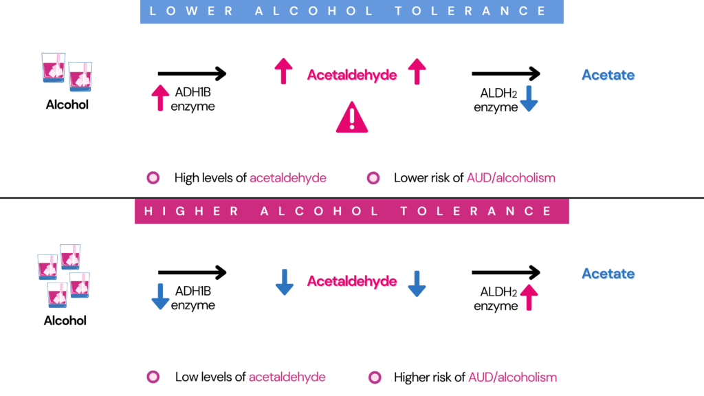 Is Alcohol Tolerance Genetic? The images is divided into two parts - the upper half shows what contributes to lower alcohol tolerance - higher levels of ADH1B enzyme and lower levels of ALDH2 enzyme, both of which result in acetaldehyde build-up. The lower half shows what contributes to higher alcohol tolerance - lower levels of ADH1B enzyme and higher levels of ALDH2 enzyme, both of which result in quick clearance acetaldehyde. 